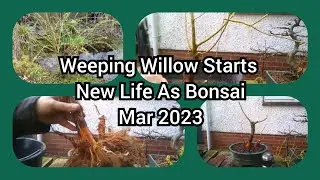 Weeping Willow Starts New Life As A Bonsai Mar 2023