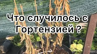 Почему у гортензии сохнет лист , цветы ?. Вирусы , болезни гортензий . Почему гортензия погибает ?