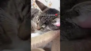 Michiko.ru | Кошка Ивушка ищет дом. Отдаем бесплатно. Коты в дар в добрые руки.