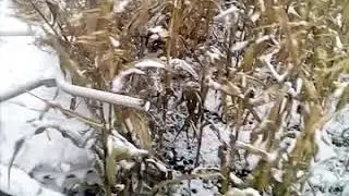 Уборка кукурузы по морозу и снегу...