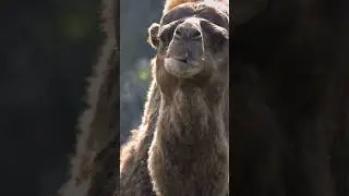 Camel facts you didn't know #camel #camels #animals #animalfacts