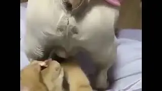 Динь, динь, динь, колокольчик звенит!