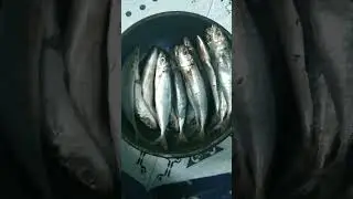 இந்த மீன் யாருக்கு எல்லாம் பிடிக்காது சொல்லுங்க