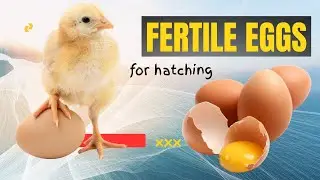 How I Risked It All to Buy Fertile Eggs for Our Hatchery 