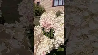 ШИК ШАК ШОК💥Пинки Промис в 1й год цветения#гортензия#garden#flowers#модныйсад