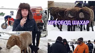 САМАРКАНД В НУРОБОД ШАХАР ЧОРВА МОЛЛАР БОЗОРИДАН КУЧКОР КУЙ КУЗИ ЭЧКИ ТАКА САРКА НАРХЛАРИ 02.03.24 👍