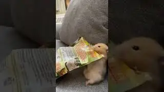 Hamster Want More Treats🤩 | Cutest Pet On Internet #shorts #hamster #pets | Paws and Fur