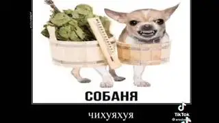 Приколы