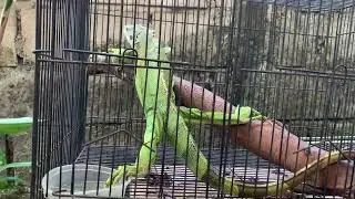 Tokek Besar Binatang Kalimantan