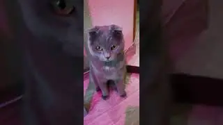 Как приучить кота к лотку. Наглядный пример! Loki 🐈