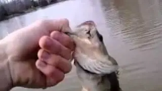 Nailing spring bass