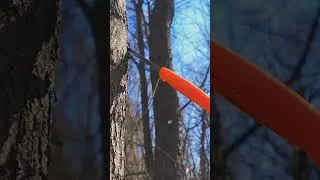 Collecting some sap from a red maple tree to drink