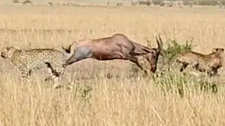 Antelope vs. TWO Cheetahs: Mother’s Incredible Fight to Protect Her Baby