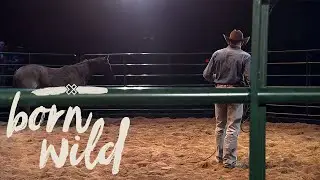 Training A Wild Horse In An Hour | 5pm
