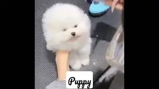 so pretty 😍#funny #puppies #animals #puppy #haircut #white #lovely