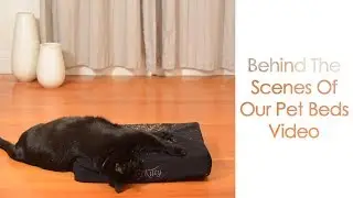 Behind the Scenes of our Pet Beds Video