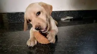 🥰 cute puppy eating coconut 🥥|Labrador charvi|