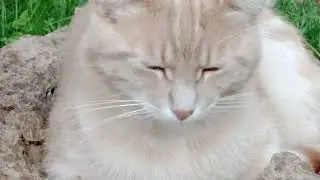 Раз и навсегда.🐱📸