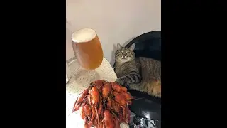 Cat Stepan | Кот Степан | Я красавец