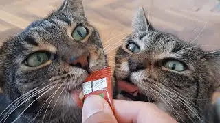 The Mindy cats enjoying their delicious treat