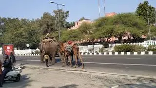 At the Mall in Delhi on the Republic Day, 2019