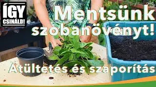 Átültetés és szaporítás | Erkélyről szobába | Beköltöznek a cserepesek | MMG