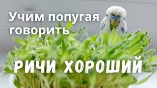Ричи хороший Учим попугая говорить