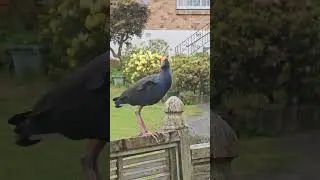 Pukeko - Purple swamphen