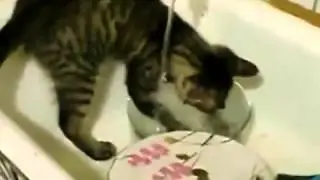 Кот Бася моет посуду   Кошки которые любят воду