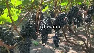 #ВиноградникЕлисеевых Дакапо