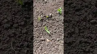 Горох взошёл. С Праздником! С Днём Победы!