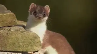 Glimpsing the Secret World of Stoats | Discover Wildlife | Robert E Fuller
