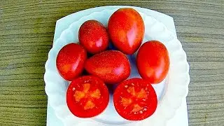 Tomato - Shaggy Bumblebee (Fluffy Tomatoes)