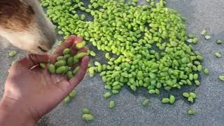 Goats Eat Lima Beans!