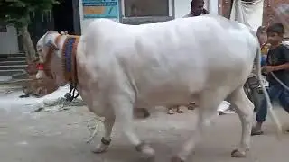 bakra eid #viralvideo #eidmubarak #youtubeshorts #animals #cowmandi #youtubeshorts #viral #bull