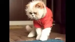 котик в комбинезончике)))
