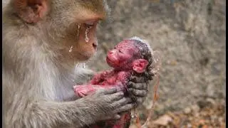 Baby Monkey Just Born—What Happens Next Will Shock You leo monkey