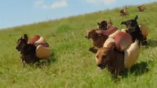 Таксы хотдоги