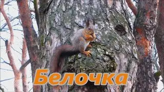 Юрий Парфенов - Белочка_