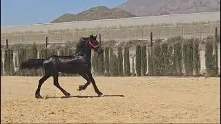 WALRAAD-2