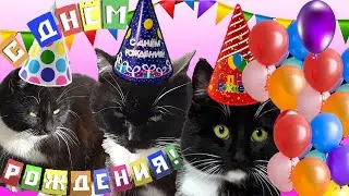 День рождение котиков! Нам 1 годик! Лизушкины питомцы