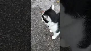 Super friendly kitler at Tescos