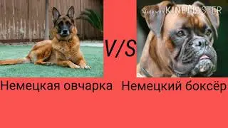 Немецкий боксёр против немецкой овчарки.