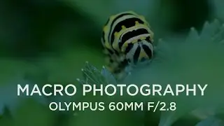 Shooting Macro with the Olympus 60mm f/2.8