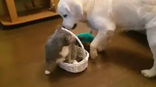 кот и корзинка . часть 1