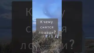 К чему снятся лошади? 🐎 Сонник таролога