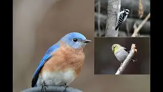 Sample Video with the Sigma Contemporary 150-600mm Lens