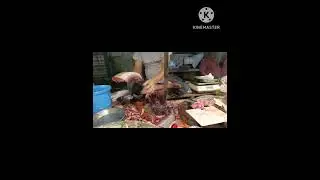 Fish 🐠 cutting