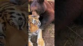 Bear Loves Tiger