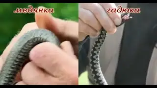Гадюки,медянки,шахматные змеи,ужи